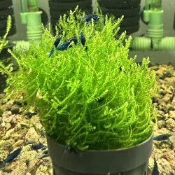 Flame moss large  Aquarium Plant |  Shrimp Cove UK