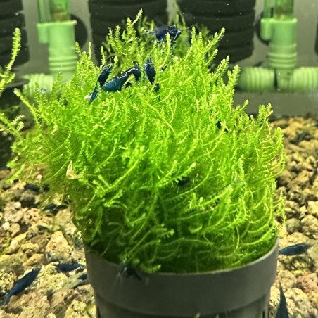 Flame moss large  Aquarium Plant |  Shrimp Cove UK