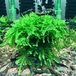 Weeping moss large  Aquarium Plant at Shrimp Cove UK perfect with Premium Caridina Shrimp Buy Now