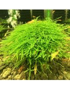 Bogor moss large  Aquarium Plant at Shrimp Cove UK perfect with Premium Caridina Shrimp Buy Now