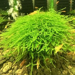 Bogor moss large  Aquarium Plant at Shrimp Cove UK perfect with Premium Caridina Shrimp Buy Now