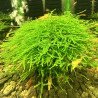 Bogor moss large  Aquarium Plant at Shrimp Cove UK perfect with Premium Caridina Shrimp Buy Now