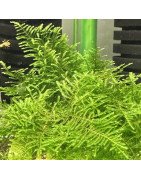 Rare Cove Magic Moss Non-stick Aquarium | Shrimp Cove UK perfect with Premium Caridina Shrimp Buy Now