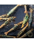 Boa Blue Green Orange Premium Caridina Shrimp UK Shrimp Cove, next day delivery