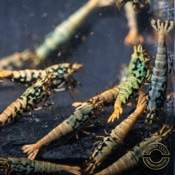 Boa Blue Green Orange Premium Caridina Shrimp UK Shrimp Cove, next day delivery