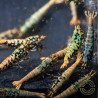 Boa Blue Green Orange Premium Caridina Shrimp UK Shrimp Cove, next day delivery