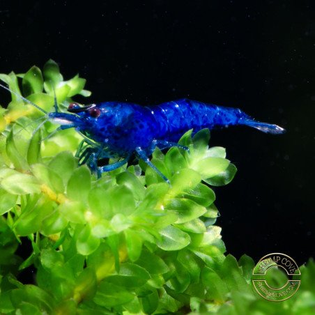 Neocaridina Blue Velvet Shrimp High Grade