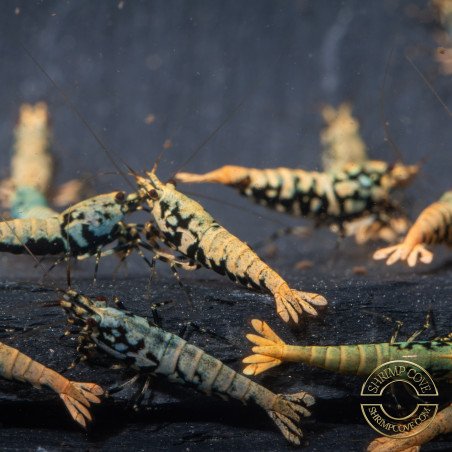 Boa Blue Green Orange Premium Caridina Shrimp UK Shrimp Cove, next day delivery