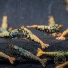 Boa Blue Green Orange Premium Caridina Shrimp UK Shrimp Cove, next day delivery