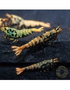 Boa Blue Green Orange Premium Caridina Shrimp UK Shrimp Cove, next day delivery
