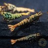 Boa Blue Green Orange Premium Caridina Shrimp UK Shrimp Cove, next day delivery