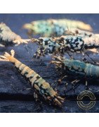 Boa Blue Green Orange Premium Caridina Shrimp UK Shrimp Cove, next day delivery