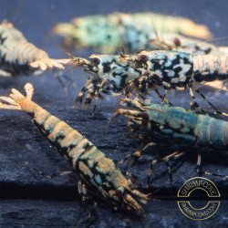 Boa Blue Green Orange Premium Caridina Shrimp UK Shrimp Cove, next day delivery