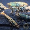 Boa Blue Green Orange Premium Caridina Shrimp UK Shrimp Cove, next day delivery