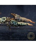 Boa Blue Green Orange Premium Caridina Shrimp UK Shrimp Cove, next day delivery