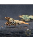 Boa Blue Green Orange Premium Caridina Shrimp UK Shrimp Cove, next day delivery