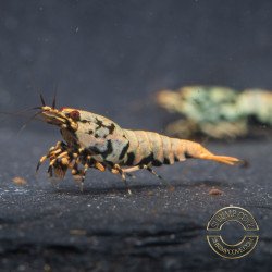 Boa Blue Green Orange Premium Caridina Shrimp UK Shrimp Cove, next day delivery