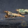 Boa Blue Green Orange Premium Caridina Shrimp UK Shrimp Cove, next day delivery