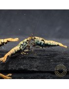 Boa Blue Green Orange Premium Caridina Shrimp UK Shrimp Cove, next day delivery