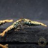 Boa Blue Green Orange Premium Caridina Shrimp UK Shrimp Cove, next day delivery