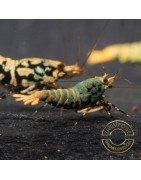 Boa Blue Green Orange Premium Caridina Shrimp UK Shrimp Cove, next day delivery
