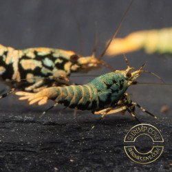 Boa Blue Green Orange Premium Caridina Shrimp UK Shrimp Cove, next day delivery