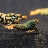Boa Blue Green Orange Premium Caridina Shrimp UK Shrimp Cove, next day delivery