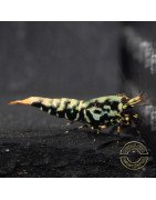 Blue Snowflake Boa Premium Caridina Shrimp UK buy now Shrimp Cove UK, next day delivery