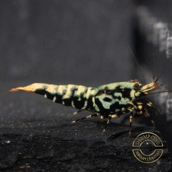 Blue Snowflake Boa Premium Caridina Shrimp UK buy now Shrimp Cove UK, next day delivery