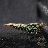 Blue Snowflake Boa Premium Caridina Shrimp UK buy now Shrimp Cove UK, next day delivery