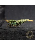 Blue Snowflake Boa Premium Caridina Shrimp UK buy now Shrimp Cove UK, next day delivery