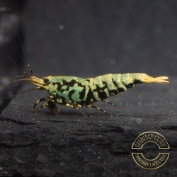 Blue Snowflake Boa Premium Caridina Shrimp UK buy now Shrimp Cove UK, next day delivery