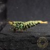 Blue Snowflake Boa Premium Caridina Shrimp UK buy now Shrimp Cove UK, next day delivery