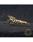 Blue Snowflake Boa Premium Caridina Shrimp UK buy now Shrimp Cove UK, next day delivery