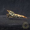 Blue Snowflake Boa Premium Caridina Shrimp UK buy now Shrimp Cove UK, next day delivery