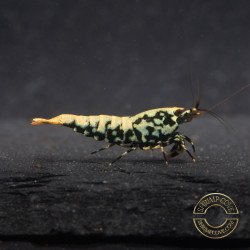 Blue Snowflake Boa Premium Caridina Shrimp UK buy now Shrimp Cove UK, next day delivery
