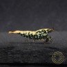 Blue Snowflake Boa Premium Caridina Shrimp UK buy now Shrimp Cove UK, next day delivery