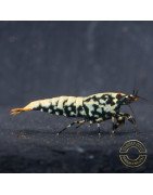 Blue Snowflake Boa Premium Caridina Shrimp UK buy now Shrimp Cove UK, next day delivery