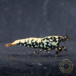 Blue Snowflake Boa Premium Caridina Shrimp UK buy now Shrimp Cove UK, next day delivery