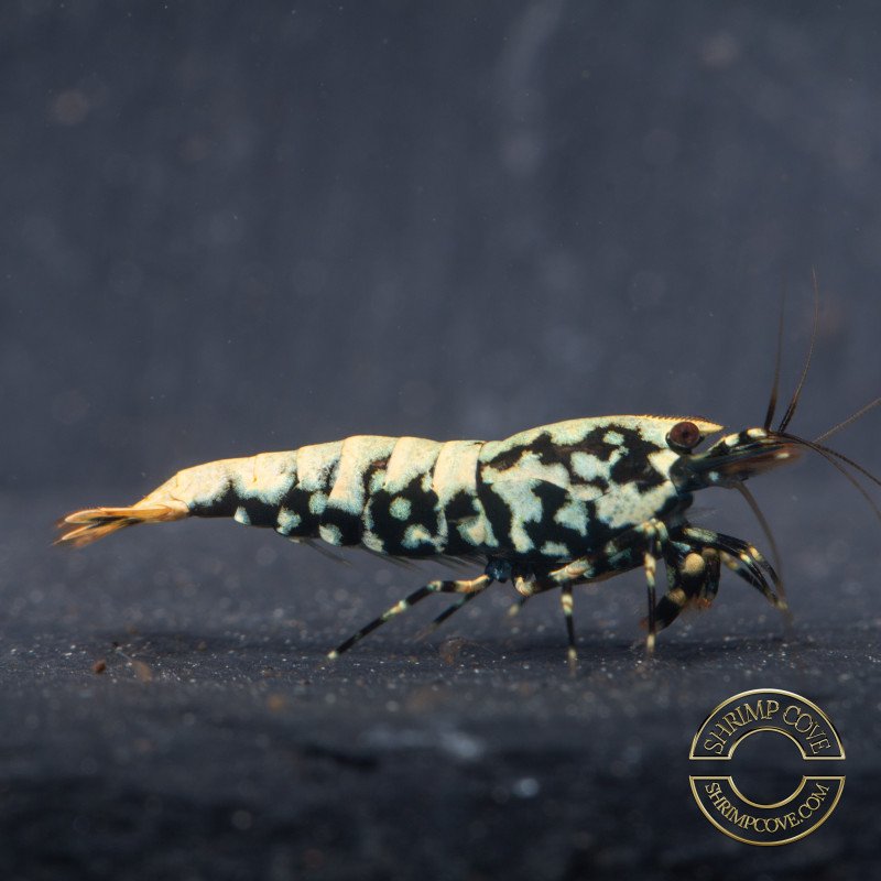 Blue Snowflake Boa Premium Caridina Shrimp UK buy now Shrimp Cove UK, next day delivery