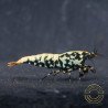 Blue Snowflake Boa Premium Caridina Shrimp UK buy now Shrimp Cove UK, next day delivery