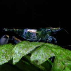 British Racing Green Rili  Neocaridina Shrimp Available at Shrimp Cove