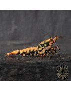Boa Orange Premium Caridina Shrimp UK Shrimp Cove, next day delivery