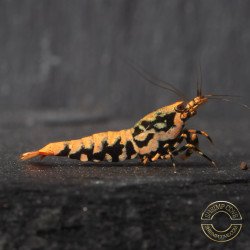 Boa Orange Premium Caridina Shrimp UK Shrimp Cove, next day delivery