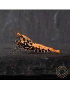 Boa Orange Premium Caridina Shrimp UK Shrimp Cove, next day delivery