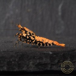 Boa Orange Premium Caridina Shrimp UK Shrimp Cove, next day delivery