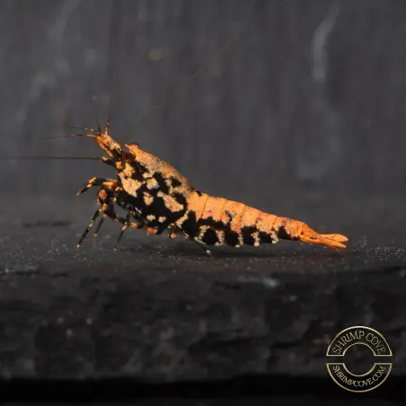 Boa Orange Premium Caridina Shrimp UK Shrimp Cove, next day delivery