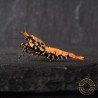 Boa Orange Premium Caridina Shrimp UK Shrimp Cove, next day delivery