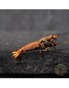 Boa Orange Premium Caridina Shrimp UK Shrimp Cove, next day delivery