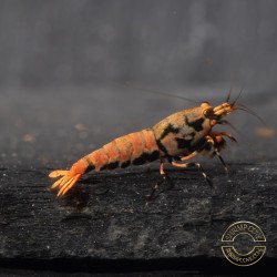 Boa Orange Premium Caridina Shrimp UK Shrimp Cove, next day delivery